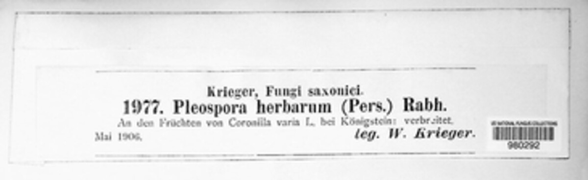 Stemphylium vesicarium image